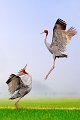 489 - dancing of-the crane - LE QUANG Bao - vietnam